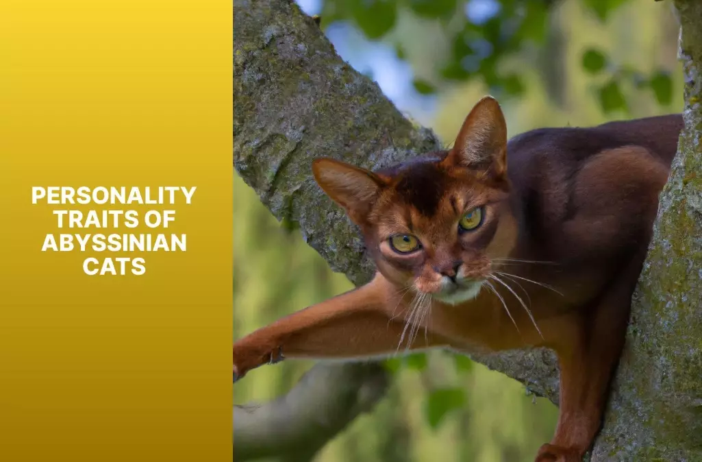 Abyssinian cat personality
