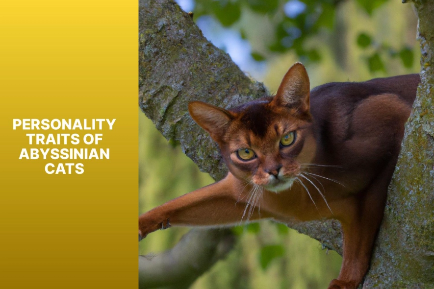 Abyssinian cat traits Abyssinian cat traits
