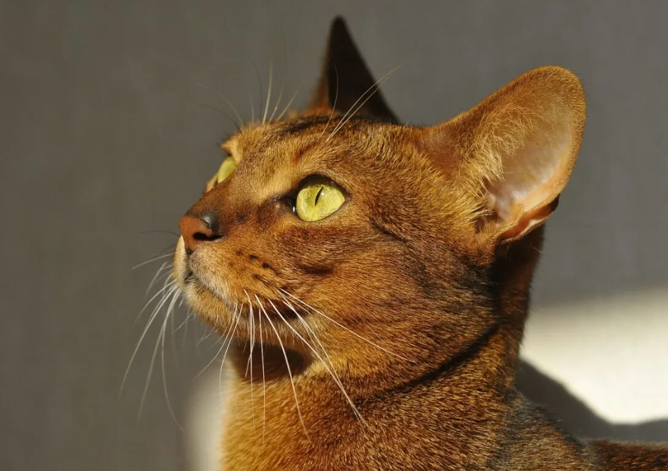 orange Abyssinian cat