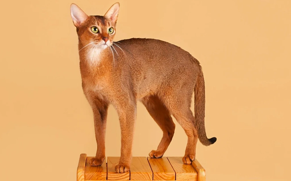 Abyssinian cat lifespan