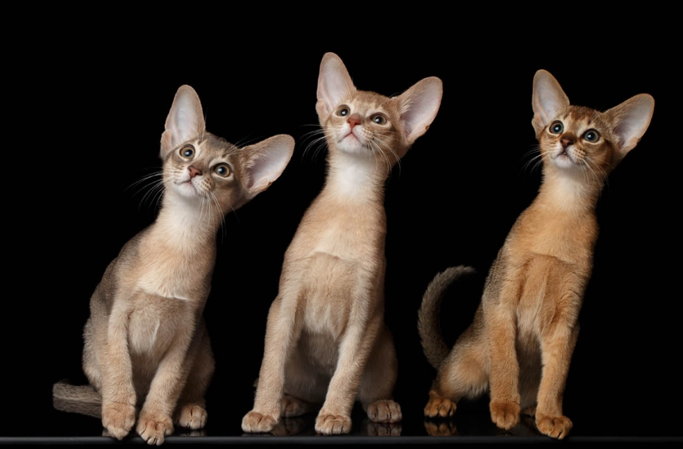 Abyssinian cat red