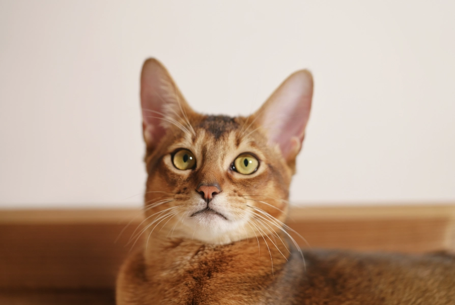 Abyssinian cat traits Abyssinian cat traits