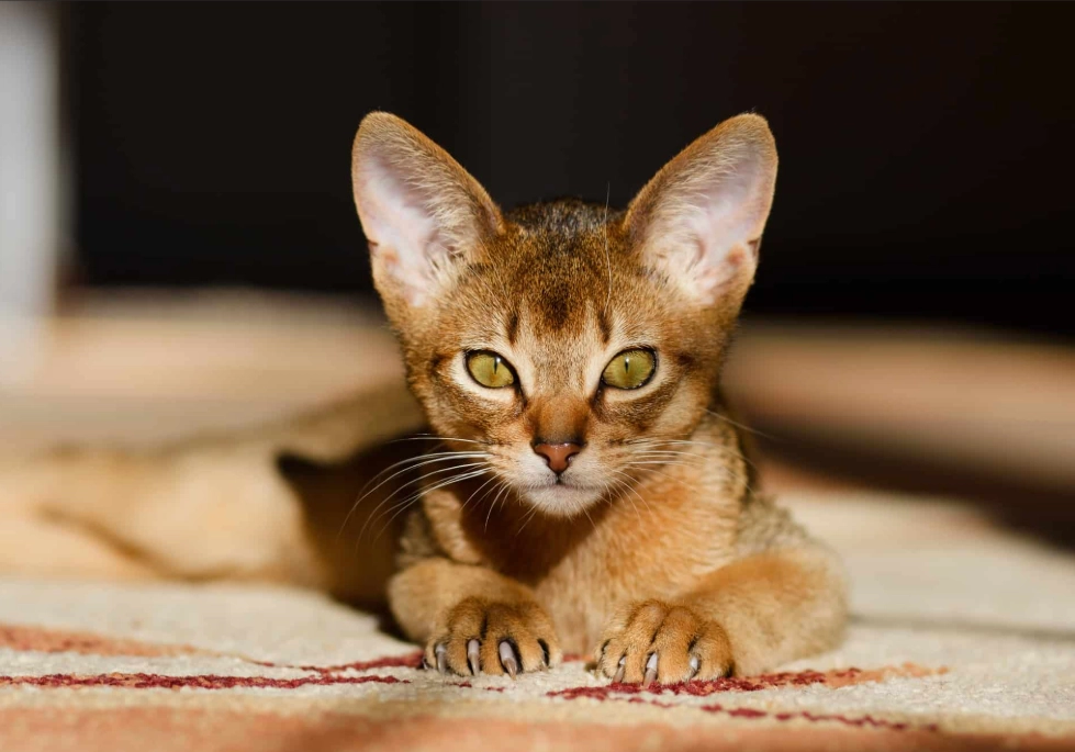 Abyssinian cat colors