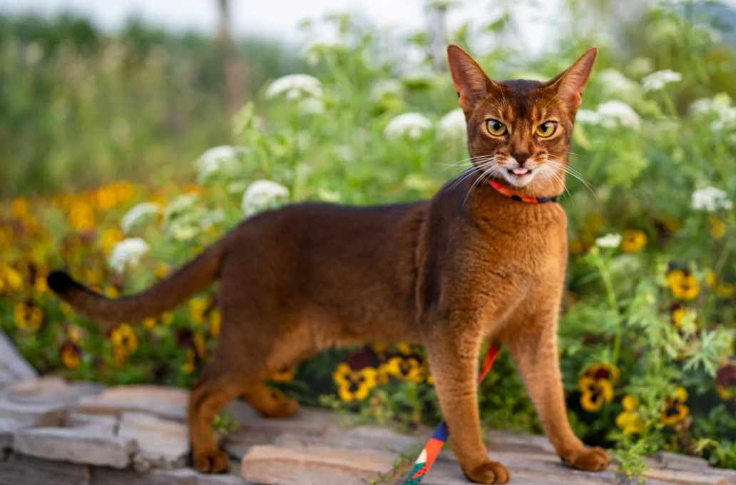 Abyssinian cat colors Abyssinian cat colors