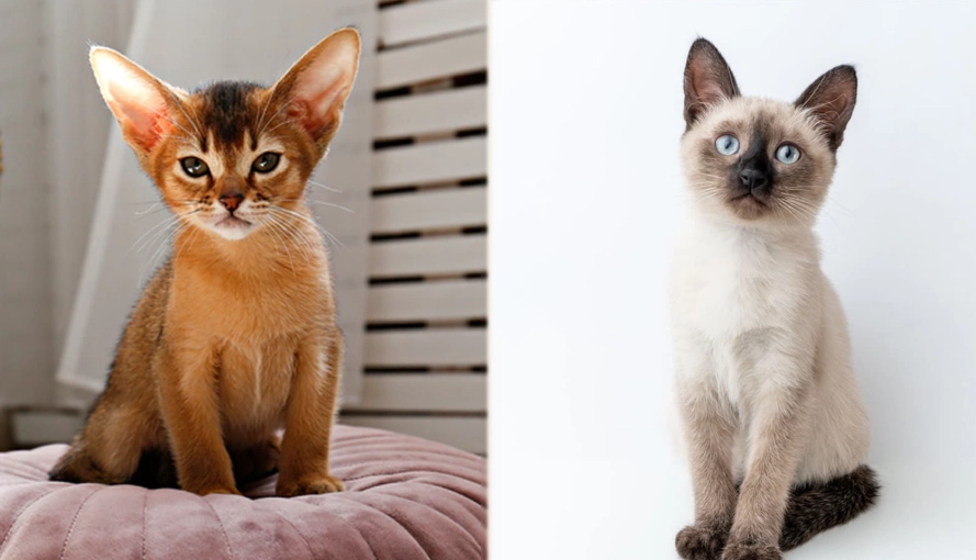 Abyssinian cat colors