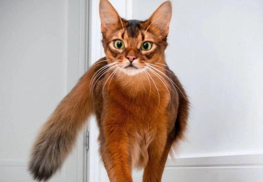 Somali cat allergy Somali cat allergy