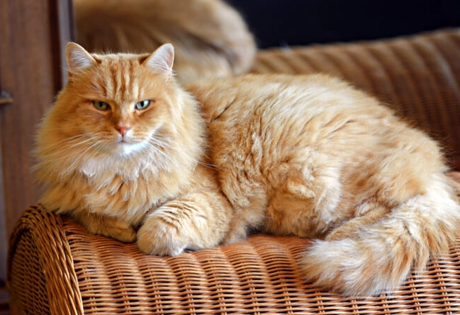 low allergy cat breeds low allergy cat breeds