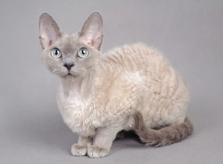 hypoallergenic cats with fur hypoallergenic cats with fur