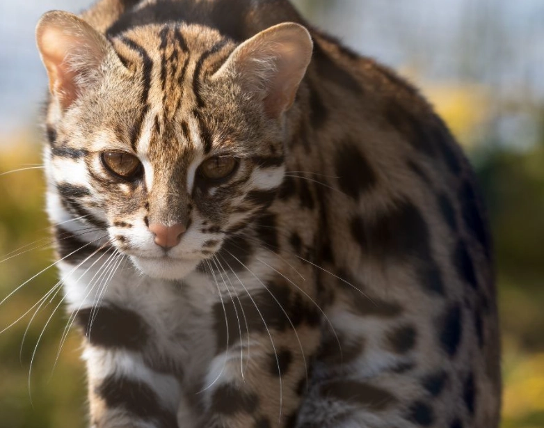 asian leopard cat weight