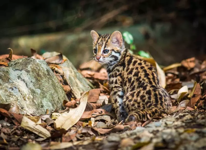 how big do leopard cats get