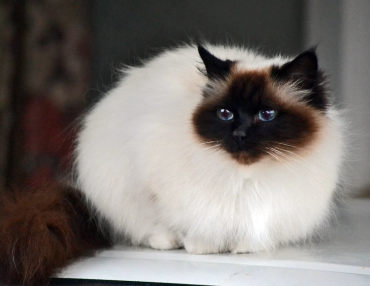 gentle cat breeds gentle cat breeds