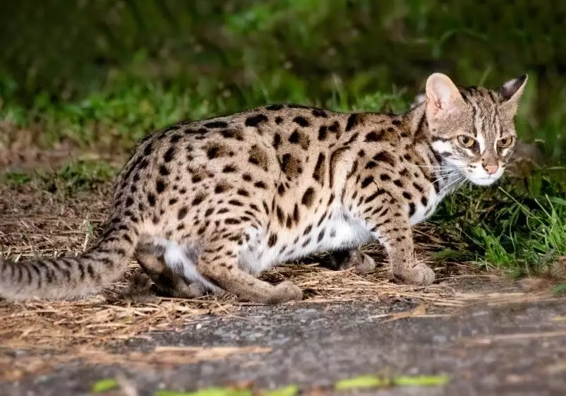 how big do leopard cats get