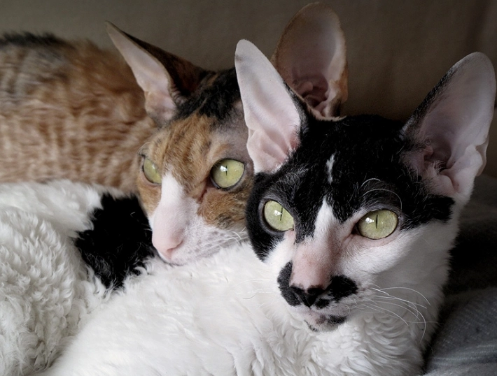 hypoallergenic cats hypoallergenic cats