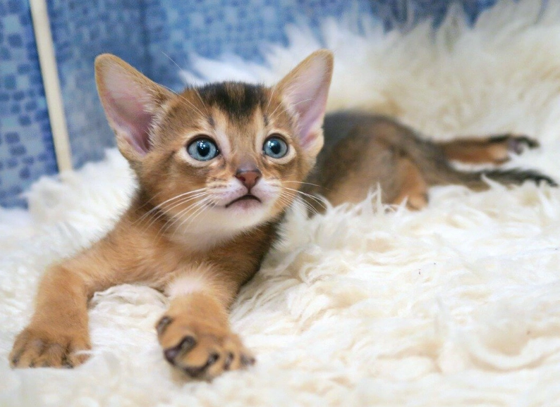 Abyssinian cat care