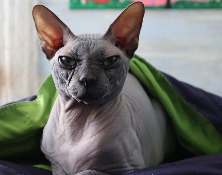 low allergen cat breeds low allergen cat breeds