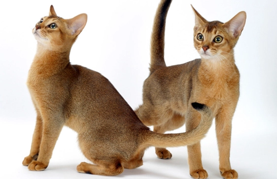 Abyssinian cat colors