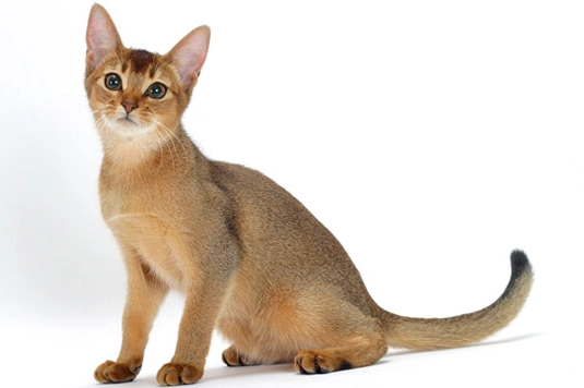 Abyssinian cat colors