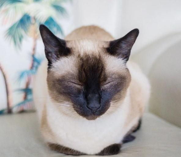 hypoallergenic cats hypoallergenic cats