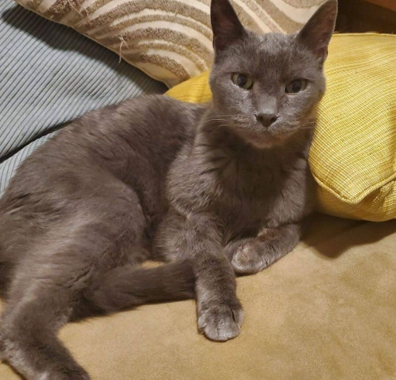 russian blue mix cat care