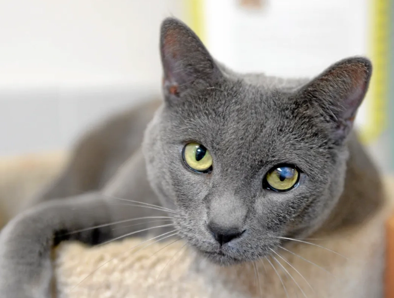 russian blue mix cat