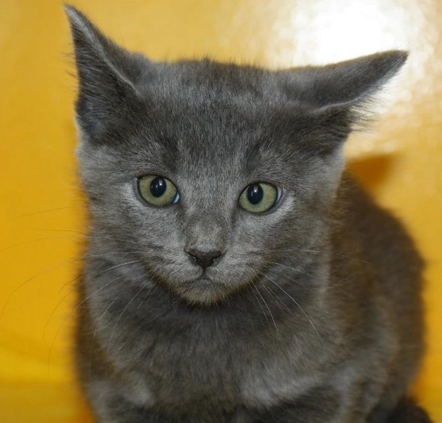russian blue mix cat