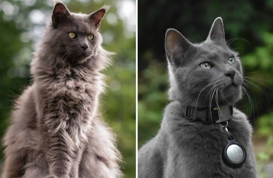 russian blue mix personality