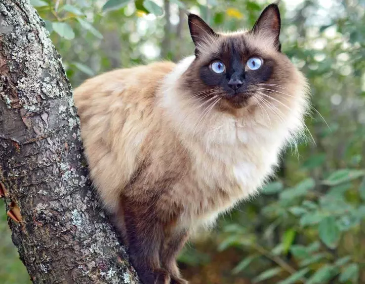 are Balinese cats high maintenance