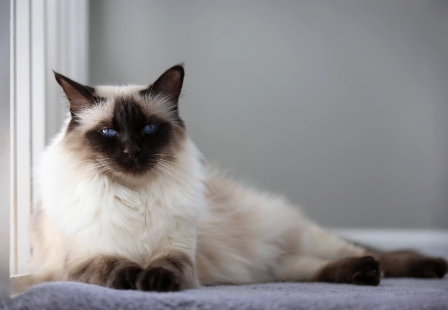 Balinese cat grooming
