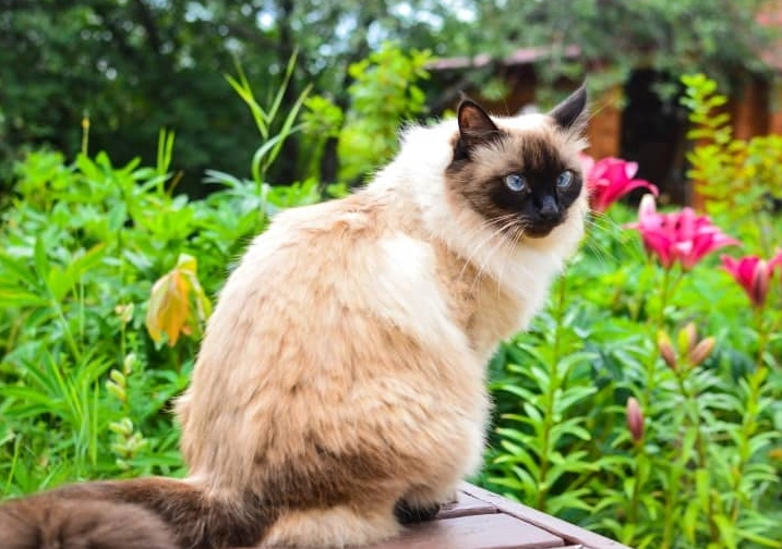 are Balinese cats high maintenance