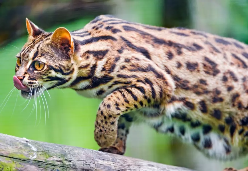 leopard cat pet
