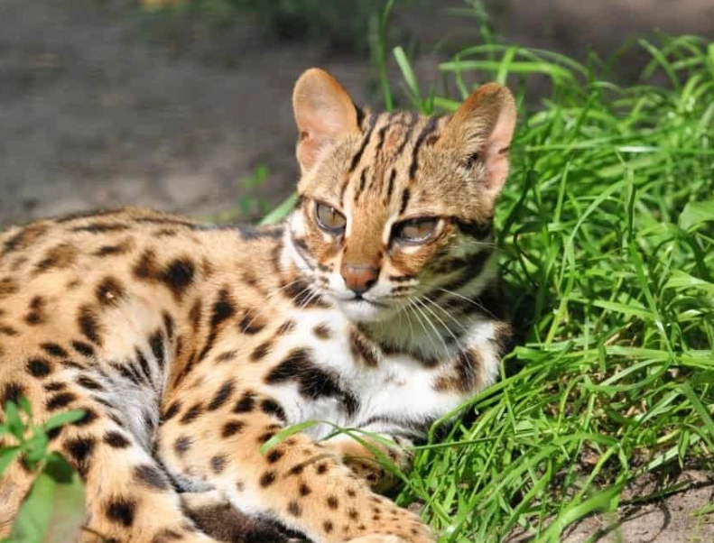 asian leopard cat care