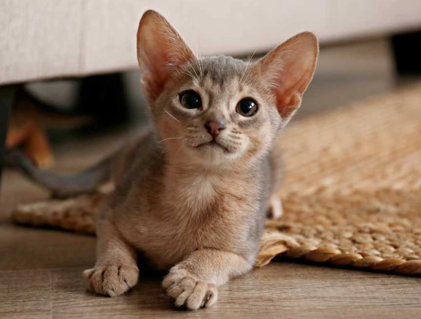 rare Abyssinian cat colors