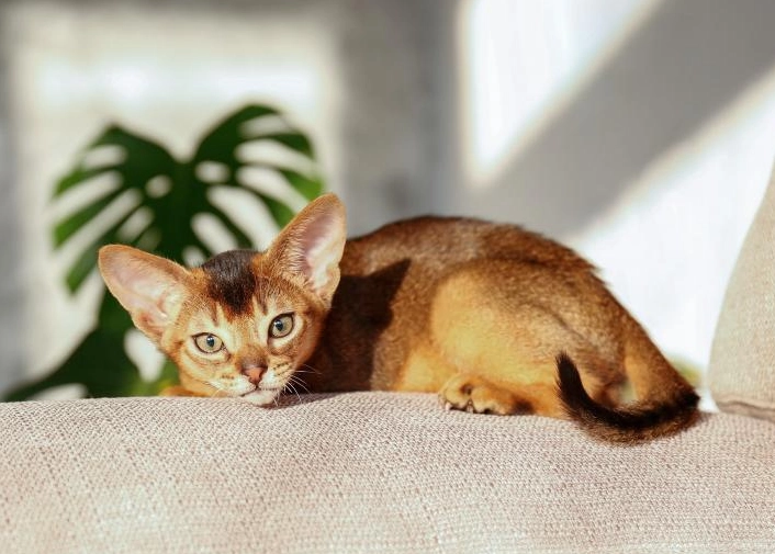 rare Abyssinian cat colors