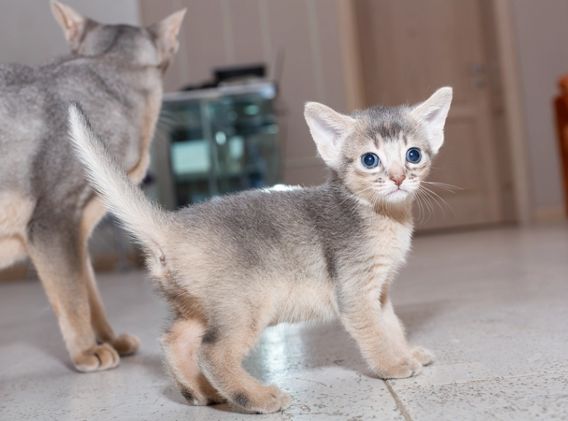 Abyssinian cat color genetics