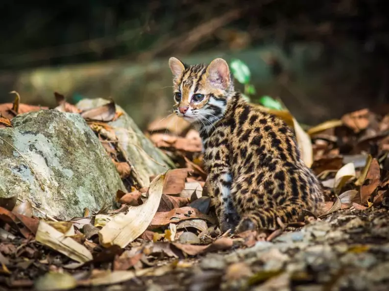 pet leopard cat legality