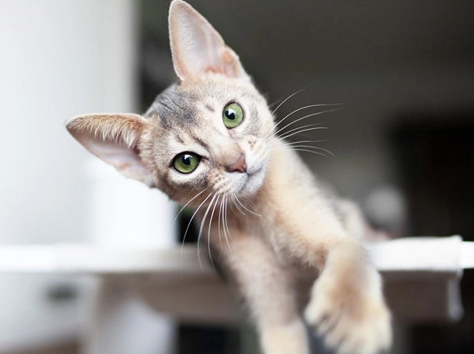 blue abyssinian cat