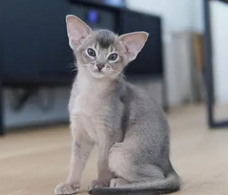abyssinian cat colors