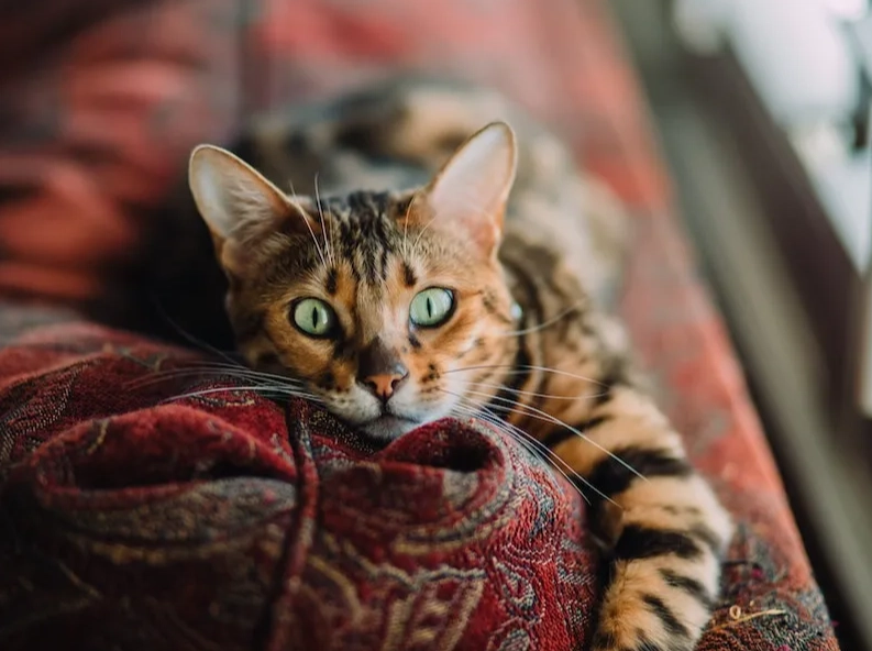 Are Bengal cats hypoallergenic