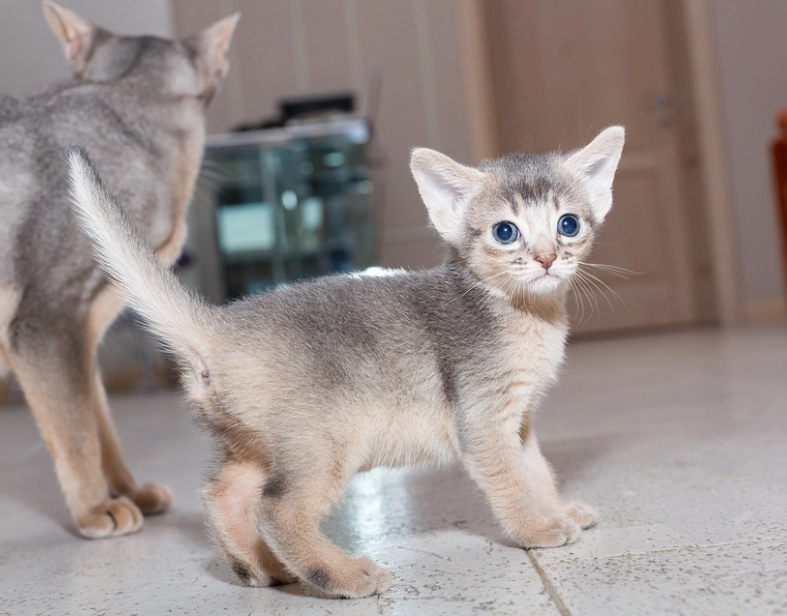 blue abyssinian cat