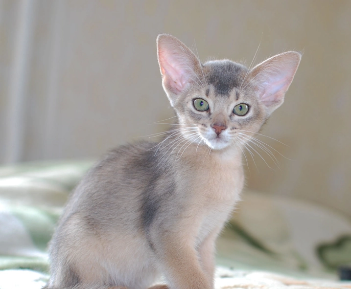 blue ticked tabby cat