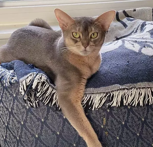 abyssinian cat colors