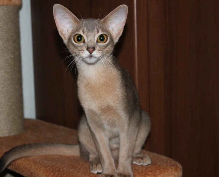 blue ticked tabby cat