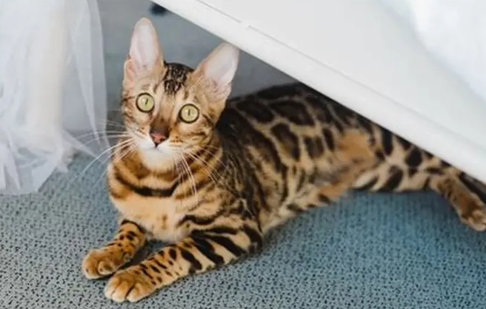 cat allergies cat allergies