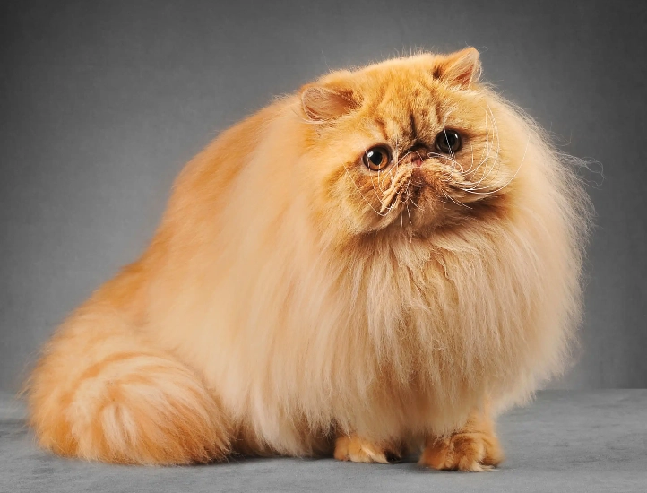 Persian cat face types