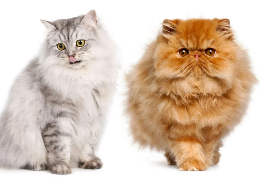 Persian cat face types