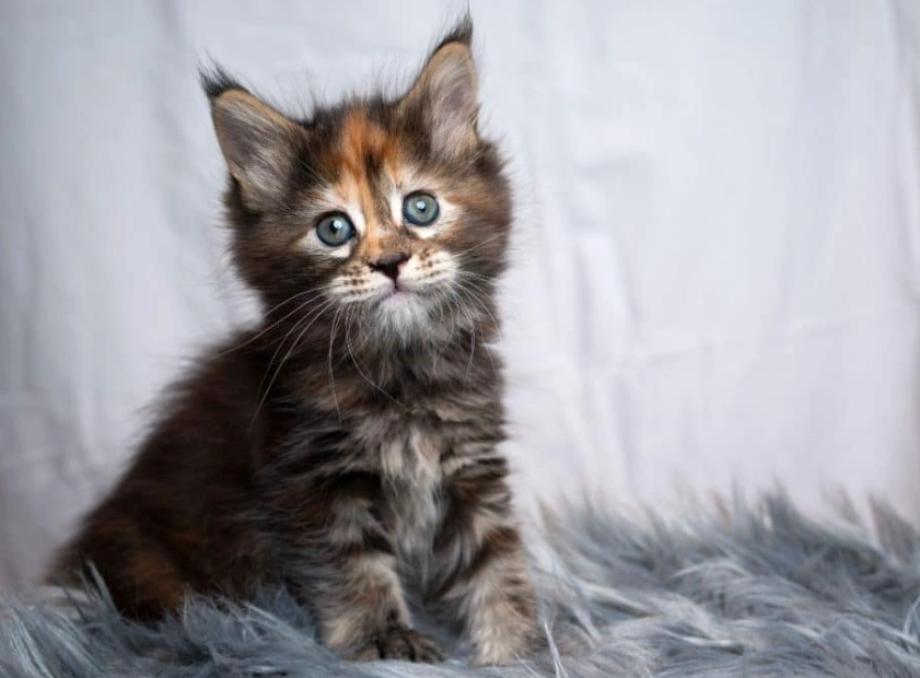 Maine Coon cost