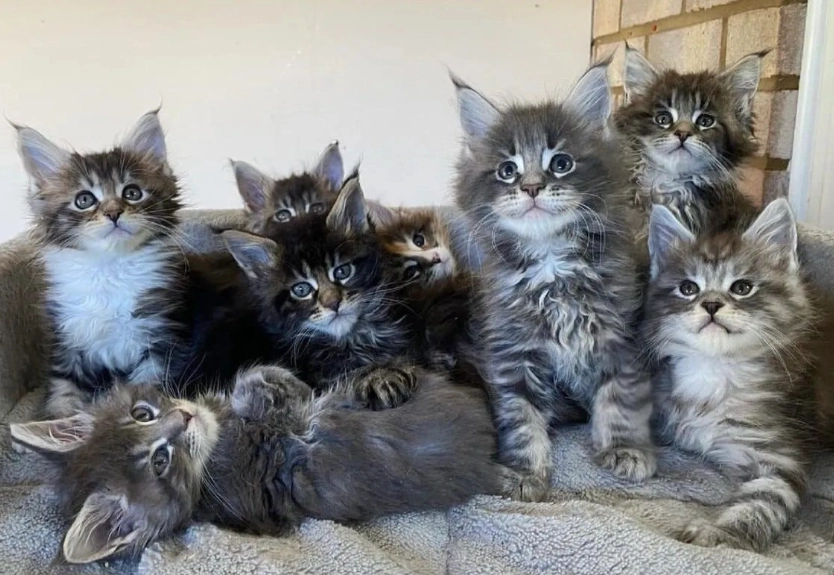 Maine Coon price