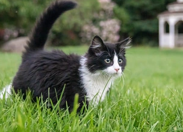 tuxedo cats common
