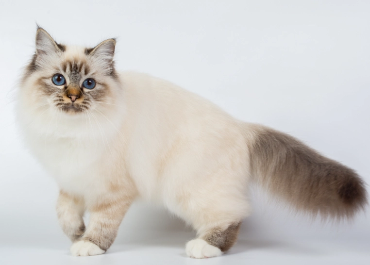 hypoallergenic cat breeds