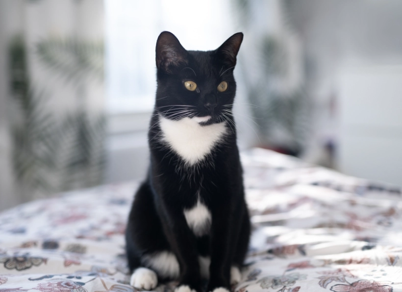 tuxedo cat personality